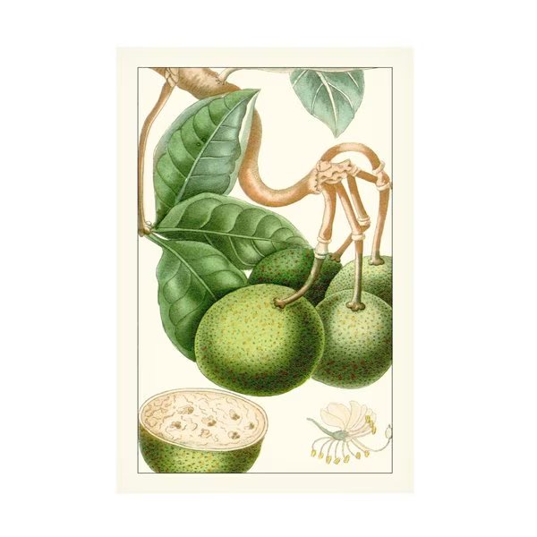 Turpin 'Turpin Exotic Botanical VI' Canvas Art, 12x19, Trademark Fine Art, Mfr#: WAG17934-C1219GG